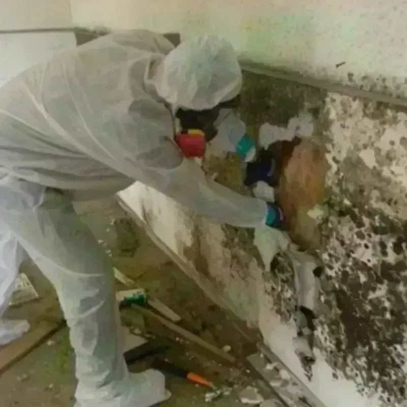 Mold Remediation and Removal in Rockport, TX